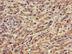 ABCA5 Antibody