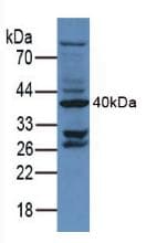 CD34 Antibody (aa36-287)