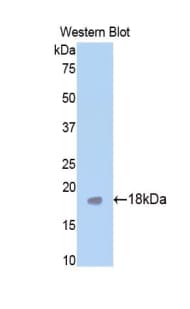 CHRM1 / M1 Antibody (aa210-363)