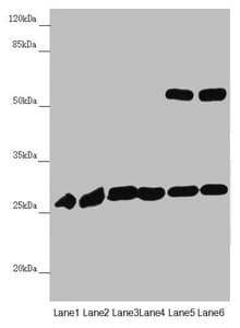 PGLS / 6PGL Antibody