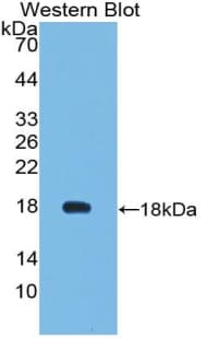 VEGF 121 Antibody (aa27-146, PE)