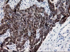 HSPBP1 Antibody (clone OTI1F3)