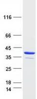 Human ABH2 / ALKBH2 Protein (Recombinant Myc-DDK (Flag))