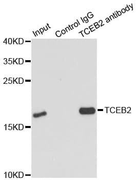 TCEB2 / Elongin B Antibody