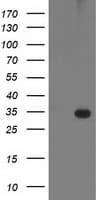 PNMT Antibody (clone OTI2F2)