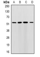 RMDN3 Antibody