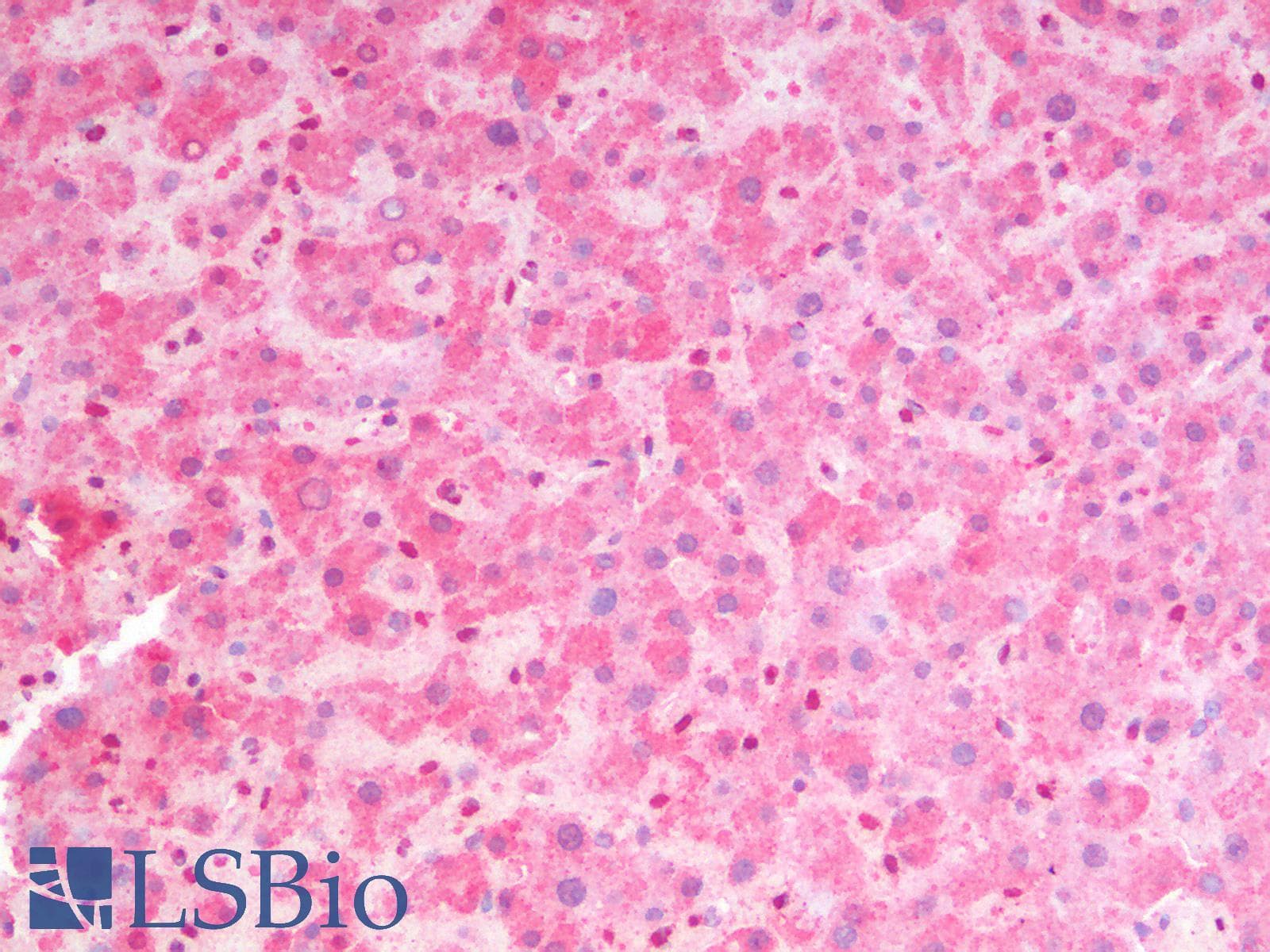 IHC-plus™ MSI2 Antibody (aa33-43)