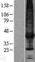 SCAMP4 Protein (Over-Expression Lysate Myc-DDK (Flag))
