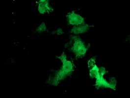 FBXO21 Antibody (clone OTI6E7, Carrier-free)