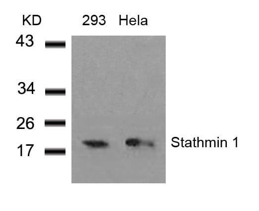 PathPlus™ STMN1 / Stathmin / LAG Antibody (Ser37)