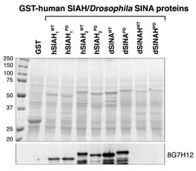 SIAH1 Antibody (C-Terminus)