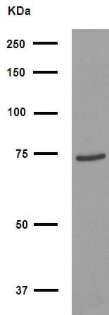 FOXJ3 Antibody