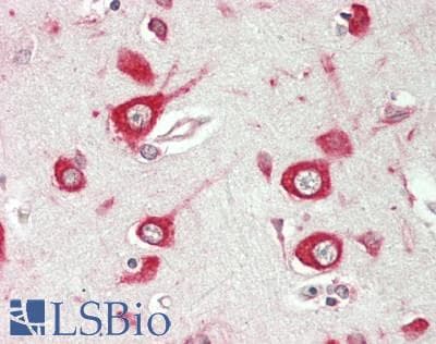 IHC-plus™ PKIB Antibody (clone 7F8)