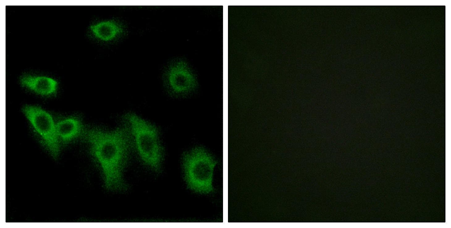 Polyclonal Rabbit anti-Human OR8H3 Antibody (IF)