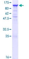 Human PCDHA8 Protein (Recombinant GST)