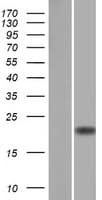 Human CD3D Protein (Over-Expression Lysate Myc-DDK (Flag))