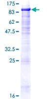 Human DGCR2 Protein (Recombinant GST)