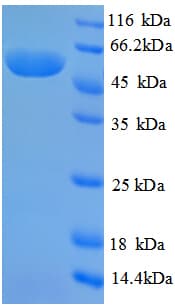 Pseudomonas putida Creatinine Amidohydrolase Protein (Recombinant GST)