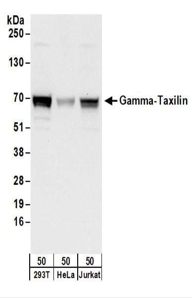 Polyclonal Rabbit anti-Human TXLNG Antibody (aa475-525, WB)