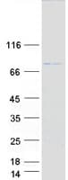 Human TRIM31 / RNF Protein (Recombinant Myc-DDK (Flag))