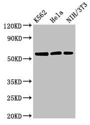 PA26 / SESN1 Antibody (aa224-337)
