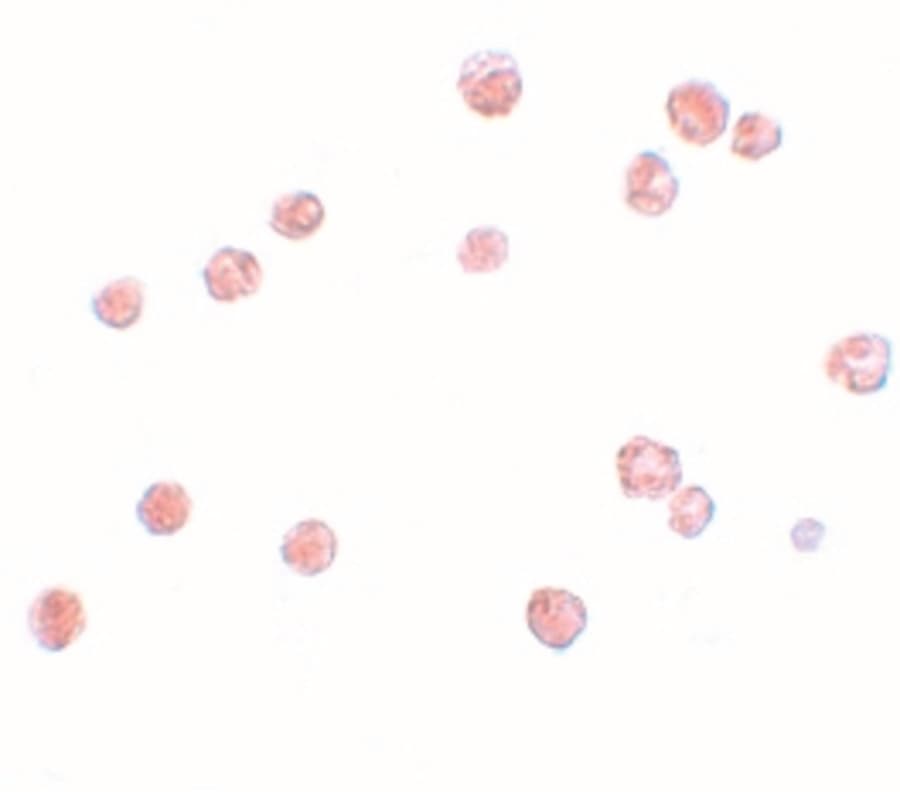 IHC-plus™ NLRP13 Antibody
