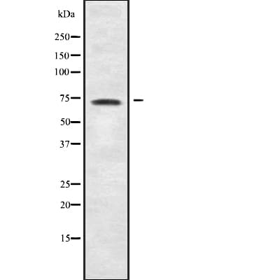 Polyclonal Rabbit anti-Human GBP4 / Mpa2 Antibody (WB)