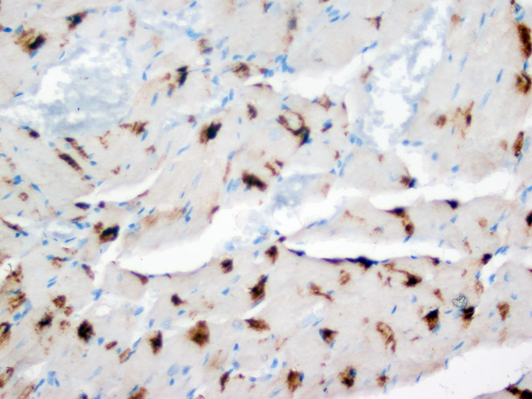 DUT / DUTPase Antibody (aa136-150)