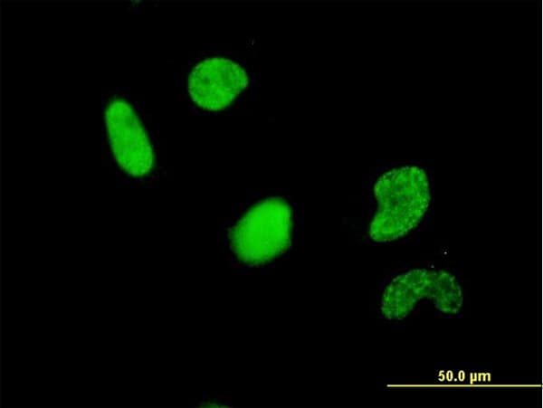 USF2 Antibody (clone 5F2)