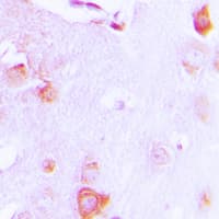 CYCS / Cytochrome c Antibody (N-Terminus)