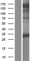 STOX2 Protein (Over-Expression Lysate Myc-DDK (Flag))