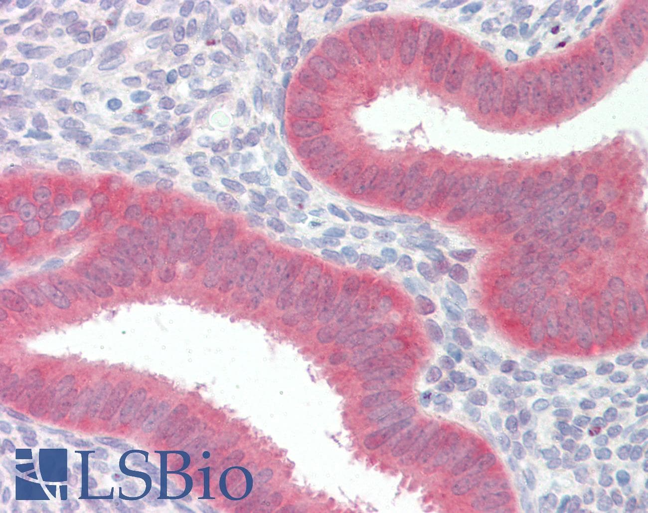 IHC-plus™ YAP / YAP1 Antibody (clone 1A12)