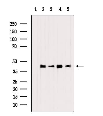 MAPK14 / p38 Antibody
