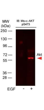 AKT1 Antibody (phospho-Ser473, clone 17F6.B11)