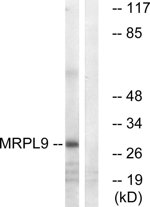 MRPL9 Antibody