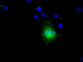 NIT2 Antibody (clone OTI2B9, Carrier-free)