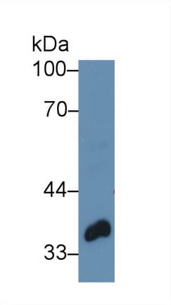 TWF1 / PTK9 Antibody (aa1-252)