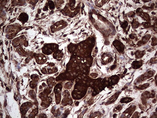 PKM2 Antibody (clone OTI12D5, Carrier-free)