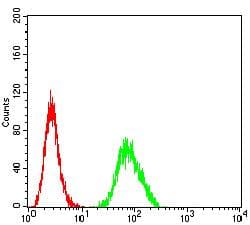 GRIK4 / KA1 Antibody (clone 8H5H9)