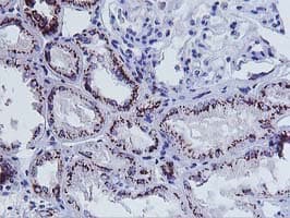 FXN / Frataxin Antibody (clone OTI1C12)