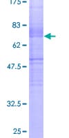 Human CDK16 / PCTAIRE Protein (Recombinant GST)