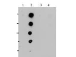 HIST4H4 Antibody (Me-Lys20)