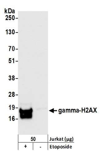 H2AFX / H2AX Antibody (phospho-Ser140)