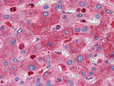 Monoclonal Mouse anti-Human RTN3 / Reticulon 3 Antibody (clone 10A8, IHC)