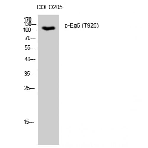 KIF11 / EG5 Antibody (870-950 aa)