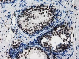 FKBPL Antibody (clone OTI2D8)