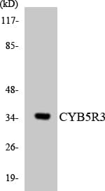 CYB5R3 / B5R Antibody (aa120-169)