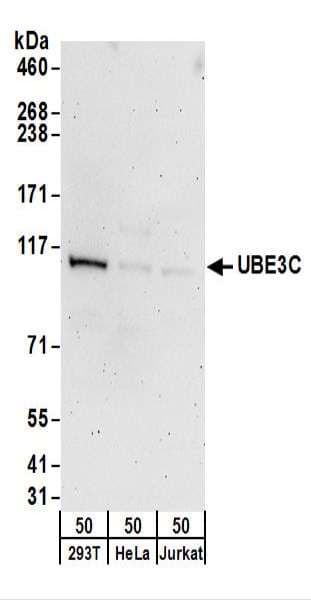 Polyclonal Rabbit anti-Human UBE3C Antibody (aa350-400, WB)