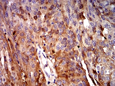 Complement C3 Antibody (clone 4C6A8)