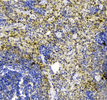 Polyclonal Rabbit anti-Mouse TXN / Thioredoxin / TRX Antibody (IHC, WB)
